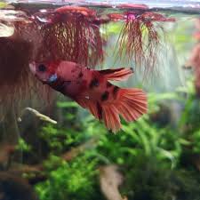 Betta Fish Tank Ideas In 2020 Betta Tank Mates Betta Fish Betta Tank