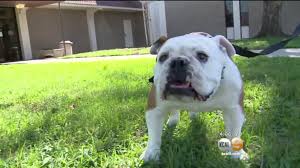 They are very well socialized, are used to children as well as all the usual household noises and have. Stolen Bulldog Goes Up For Sale On Craigslist Life With Dogs