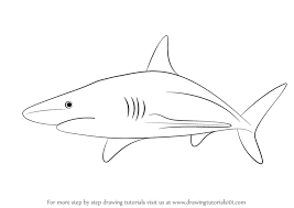 Step By Step How To Draw A Blacktip Shark Drawingtutorials101 Com Shark Drawing Animal Drawings Shark Drawing Easy
