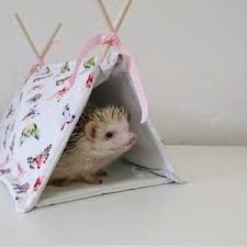 Ready To Ship Hedgehog Bucket Wheel Small Animal Hamster Etsy Small Pets Hedgehog Hamster