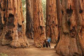 Comprising redwood national park (established 1968) and california's del norte coast, jedediah smith. Redwood National Park The Complete Guide For 2021 With Map And Images Seeker
