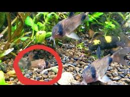 Raising Panda Corydora Fry Betta Fry Shrimp In A 10 Gallon Planted Aquarium My System Youtube