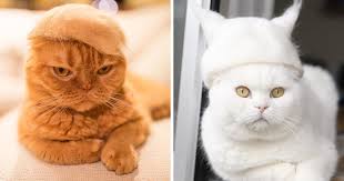 These bizarre looking hair hats are the creation of japanese art designer nagi noda. Cats In Hats Made From Their Own Hair Bored Panda