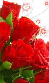 Looking for the best wallpapers? Rose Flower Hd Wallpaper For Android Apk Download