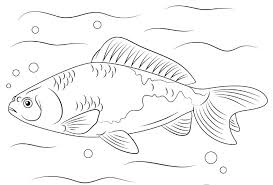 Gambar kartun ikan hitam putih gambar mania sumber gambarmania.website. 9 Sketsa Gambar Ikan Hias Dan Ikan Konsumsi Yang Mudah Dibuat