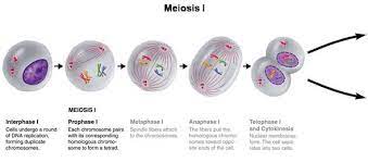 Meiosis 1st Stage Chromosomes Make An Exact Copy 92 Chromosomes Meiosis Stage Chromosome