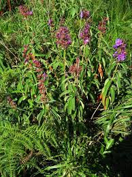 Image result for Dissotis princeps