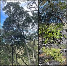 Image result for Psydrax martinii