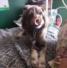 Maybe you would like to learn more about one of these? Cockapoo S Beyond Home Facebook