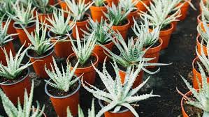 Lidah buaya (aloe vera) adalah tanaman asli daerah tropis. 7 Cara Menanam Lidah Buaya Di Rumah Yang Mudah Dilakukan Siapa Saja Bukareview