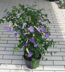 Image result for Thunbergia erecta