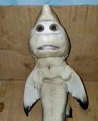 Baby Shark Is Real And Here S A Photo To Prove It Boing Boing