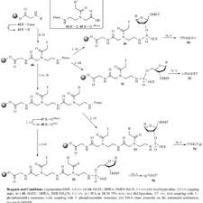 Pdf Peptide Nucleic Acids Pnas A Chemical Overview