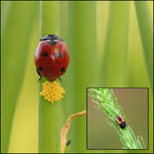 The eggs to the far right of this dime are the largest eggs of any insect, while the smallest, in comparison, must be viewed under a microscope. Identifying Eggs And Larvae Of Ladybugs Tips On Keeping Ladybugs In The Garden