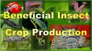 Insects are only going to be around if there's. Pest Control Right Choice Farm And Garden