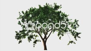Maybe you would like to learn more about one of these? Tree Growing Timelapse Stock Video Footage Royalty Free Tree Growing Timelapse Videos Pond5