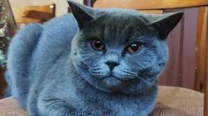 Name of a popular treat made of sweet cream sandwiched between two round chocolate cookies. 50 German Cat Names The Paws
