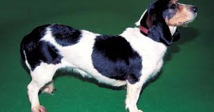 Image result for lucernský honič