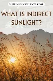 But do you know what it means? What Is Indirect Sunlight Types Of Succulents With Pictures Succulent Guide Flowering Succulents