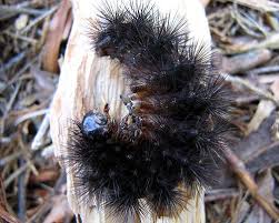 Black And Red Striped Fuzzy Caterpillar How To Care For A Giant Leopard Moth Caterpillar Moth Caterpillar Leopard Moth Giant Leopard Moth
