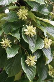 Image result for Melhania acuminata