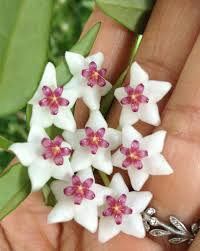 cutiegarden org cozy cutie garden lg nipsey cutie garden dance cutie  gardens lg videos – Telegraph