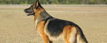 Five males and two females. German Shepherd Dog Dog Breed Profile Petfinder