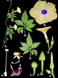 Image result for Ipomoea fulvicaulis