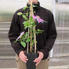 On 31/07/2020 by tonydxn ordered 4 fig trees on saturday evening, delivered to uk friday morning. Clematis Dr Ruppel Buy Clematis Dr Ruppel Clematis Dr Ruppel