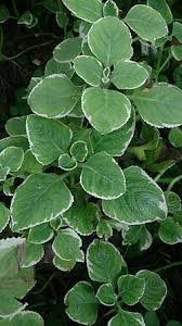 Image result for Coleus amboinicus
