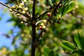 Image result for Hilsenbergia petiolaris