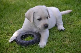 Check spelling or type a new query. Lab Puppy Breeders