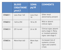 Early Detection Of Chronic Kidney Disease In Cats Veterinary Practice