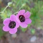 Image result for Geranium aculeolatum