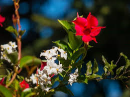 Echter jasmin benötigt unbedingt einen regelmäßigen schnitt wann ist der richtige zeitpunkt für die aussaat? Der Sommerjasmin Solanum Jasminoides Pflege Und Uberwinterung