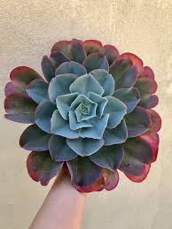 Echeveria Capri Winter Colour Echeveria Succulents Winter Colors