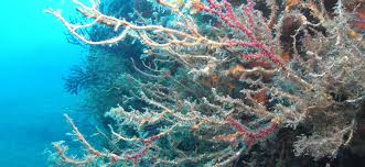 動画 第2回セクシー女優ダラケ！のスカパー!水泳大会 日本のポルノ>動画 第2回セクシー女優ダラケ！のスカパー!水泳大会 日本のポルノ - セクシー  女優 ダラケ 動画