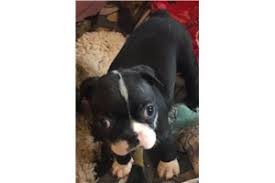 This breed has a kind and gentle nature and is often referred to as the american annual cost of owning a boston terrier puppy. Boston Terrier Puppies For Sale From Chicago Illinois Breeders