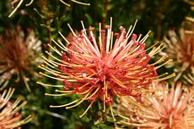 Image result for Leucospermum