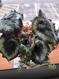 5 out of 5 stars (22) $ 112.39 free shipping add to favorites 10 french escargot snail pots, rustic kitchen decor, small pottery escargot oven baking dishes, french cuisine ceramic, food loves gift. Any Idea What S Going On With My Begonia Rex Escargot Browning Only On New Leaves And Seems To Have A Center Part For Lack Of A Better Term Any Advice Would Be