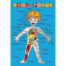 Zoomie Kids Stuckey Kids Human Anatomy Blue Area Rug In 2021 Kids English English Vocabulary English Lessons