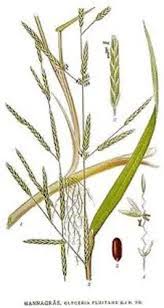 Image result for Moorochloa eruciformis