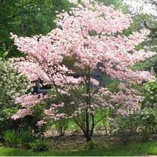 Red maple is one of the best named of all trees, featuring something red in each of the seasons: Zone 5 Trees And Shrubs Trees To Plant Shrubs Trees And Shrubs