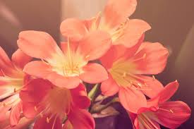 Thank you for seeing gallery of immagini buon compleanno con fiori, we would be very happy if you come back. I Fiori Piu Adatti Per Il Compleanno Della Mamma