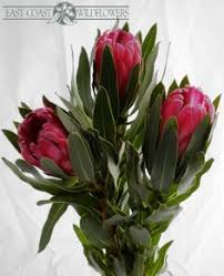 Florists and event designers are using brightly colored spray paints. 58 July Flowers Ideas Australian Native Flowers Event Flowers July Flowers