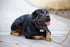 15 Most Dangerous Dog Breeds Around The Globe Tipsandfactz In 2020 Dog Muzzle Dangerous Dogs Dog Wear