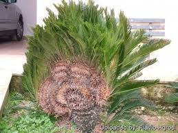 Image result for Cycas