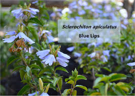 Image result for Bersama lucens