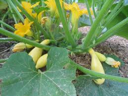 We did not find results for: Squash Vine Borer Prevention Identification And Control The Beginner S Garden