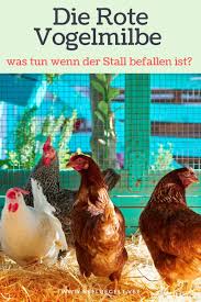 Die Rote Vogelmilbe Was Tun Wenn Der Stall Befallen Ist Huhner Im Garten Huhner Taubenschlag